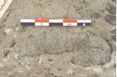 Foto (Detailansicht) von Asplenium hochstetteri Unger (NHMW-GEO-2024-0188-10340c)